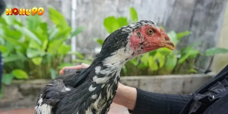 Cách nhìn nhận gà chọi bạch đầu chỉ một cách khách quan