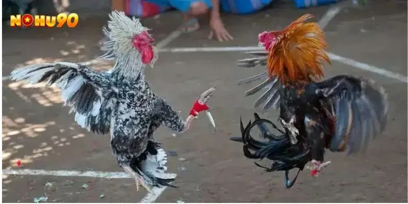 Chọn cược cho kèo có mức trả thưởng hấp dẫn 