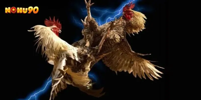 Có thể nhận biết gà đá hay trong thời gian ngắn không