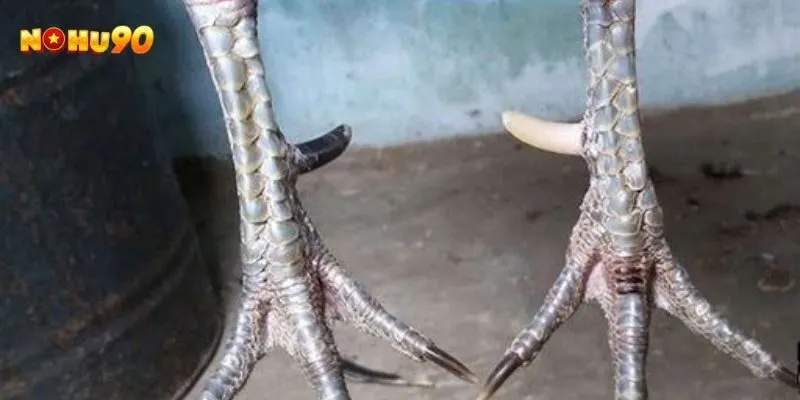 Cựa nhật nguyệt có quyết định khả năng thi đấu không