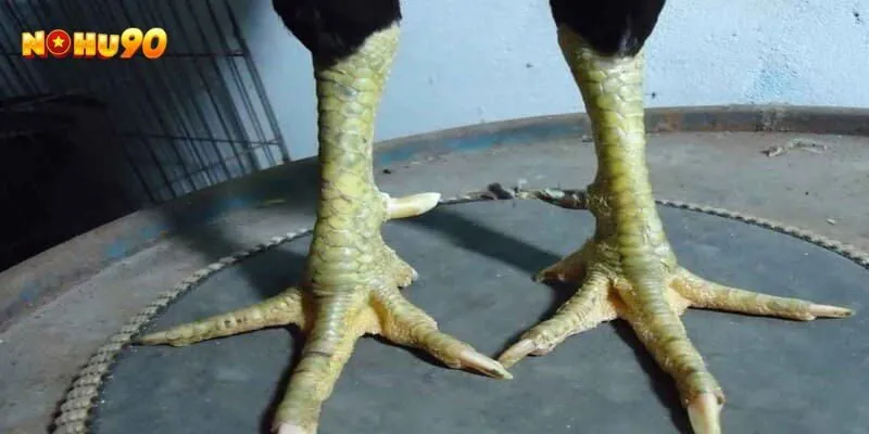 gà cựa nhật nguyệt tốt hay xấu