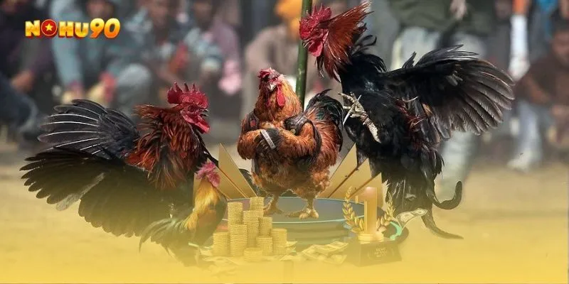 Cược chấp đá gà mang đến trải nghiệm đầy kịch tính