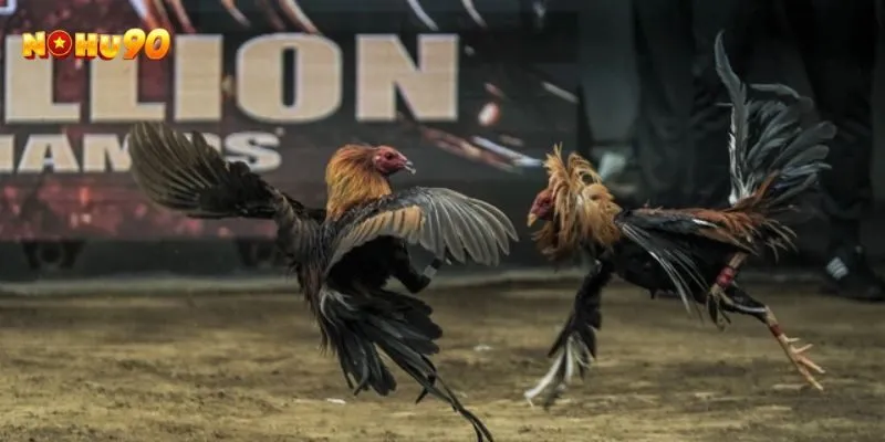 Đặc điểm nhận biết gà chọi đá mé