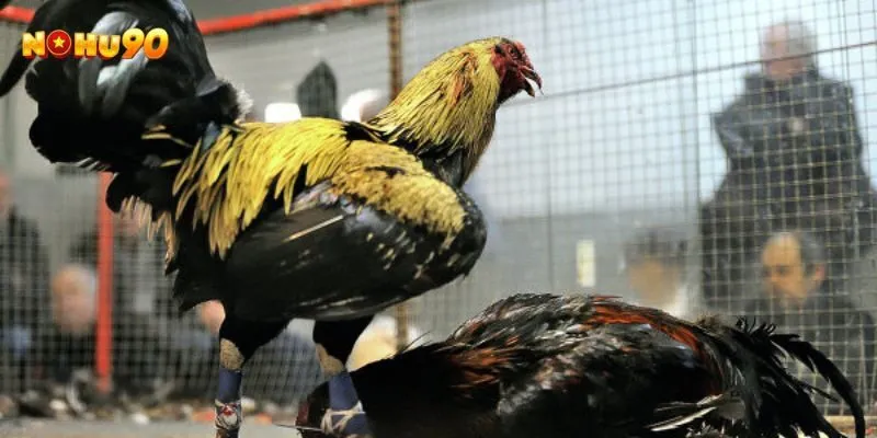 Ghi nhớ luật chơi 