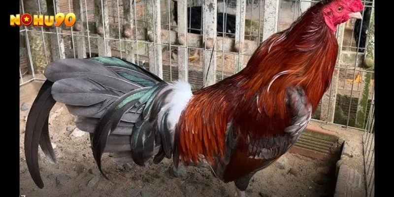 Góc nhìn thực tế về gà chọi bạch đầu chỉ