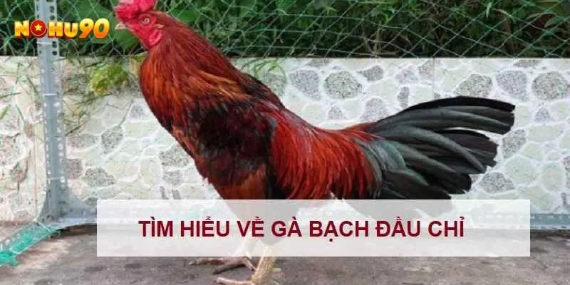 Gà bạch đầu chỉ