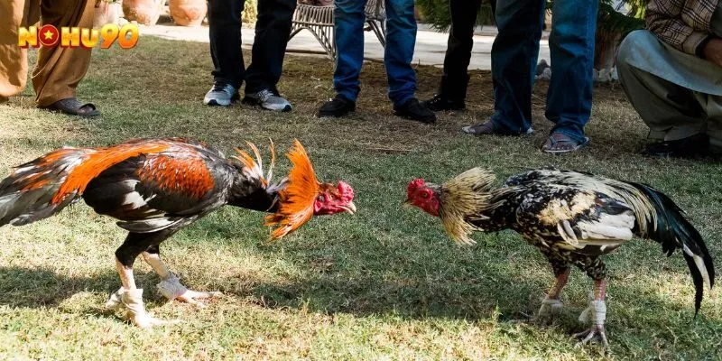 Lưu ý khi áp dụng cách nhận biết gà hay