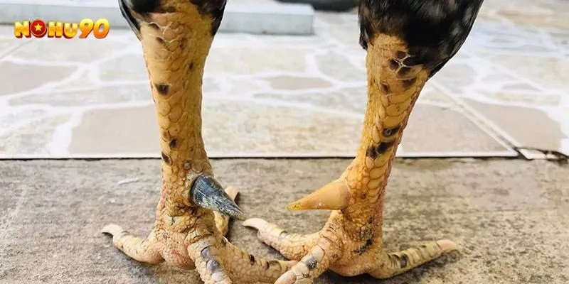 Những hiểu lầm phổ biến về gà cựa nhật nguyệt