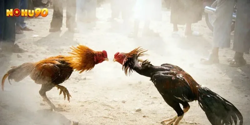 Những trận đá gà cựa sắt là gì