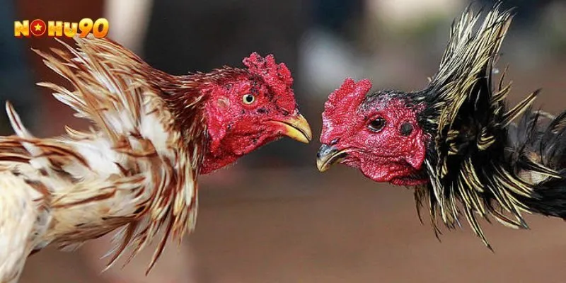 Gà Chọi Đá Mé Là Gì