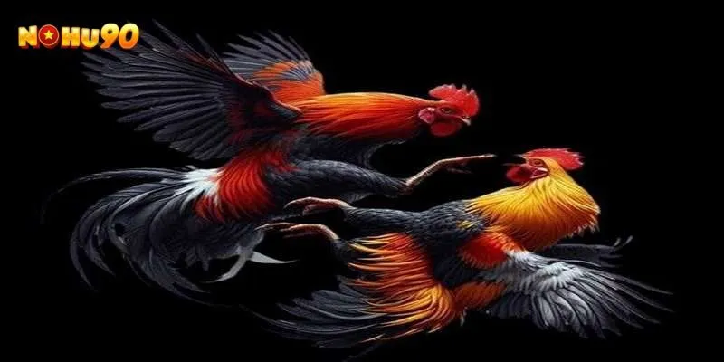 Tổng quan về cách nhận biết gà đá hay