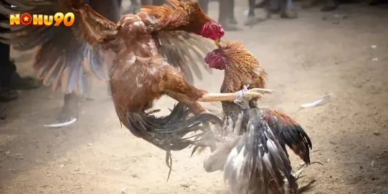 Vì sao nên tham gia chơi đá gà cựa dao là gì